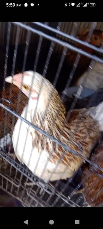 1300 per piece Desi pathian for sale