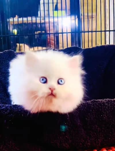 Persian cat kitten for sale my WhatsApp 03493839133