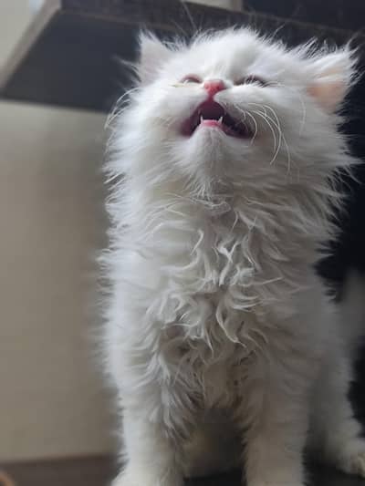 Persians female kitten