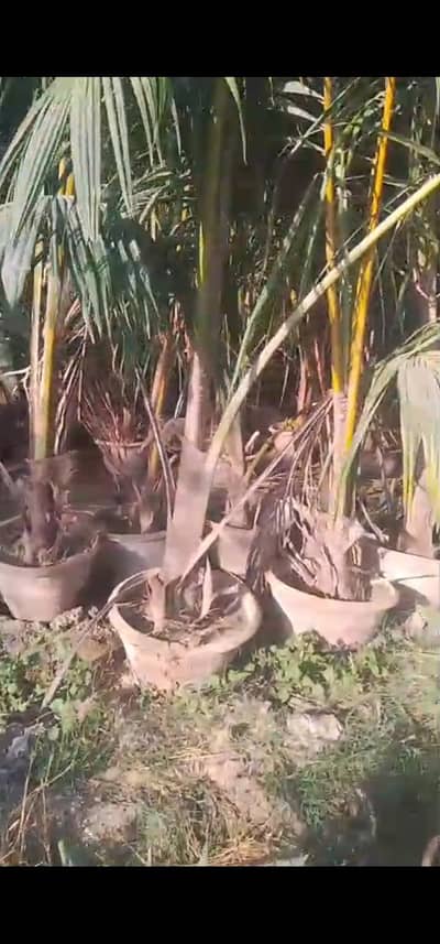 coconut tree for sale