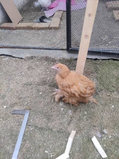 Golden heavy buff male