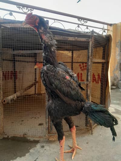 japanes shamoo aseel available