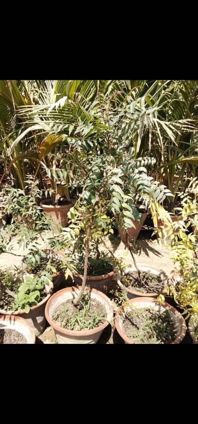 Neem plant for sale