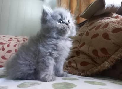 Persian cat kitten for sale my WhatsApp 03493839133