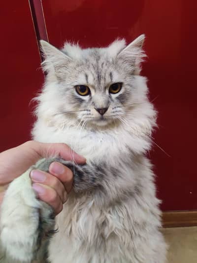 Persian Cats for Sale (Vaccinated & Trained) 