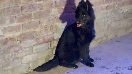 Black shepherd female Available for new home