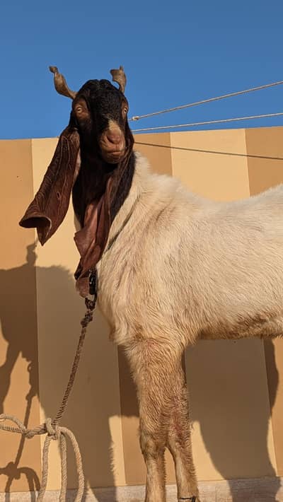 top quality kamora male