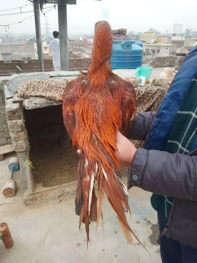 Aseel murga for sale