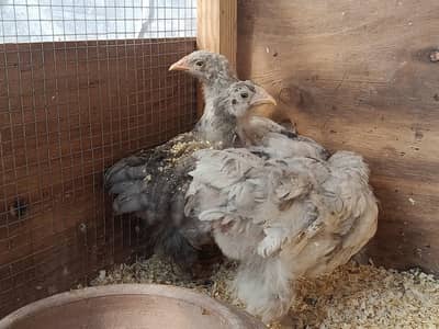 imported blue heavy Cochin chicks available