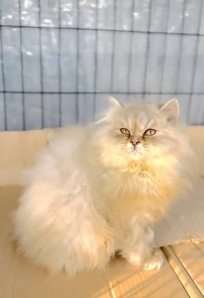 Persian cat kitten for sale my WhatsApp 03493839133