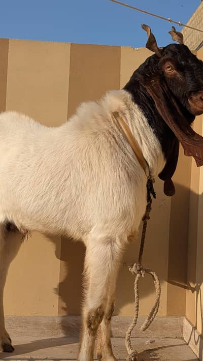 pateri male vip cheez 4 dant