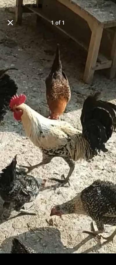 Pure Fayoumi murghay (male only )