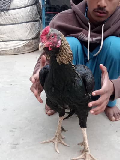 VIP Mushki Aseel Patha - 4KG Weight - Shandaar Height"