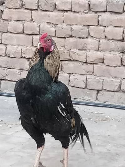 VIP Mushki Aseel Patha - 4KG Weight - Shandaar Height"