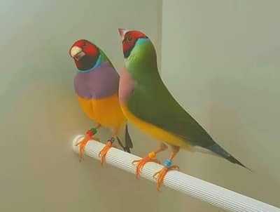 gouldian finches / bangalese/ java