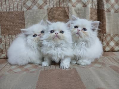 PikiFaceMaleKitten, X PunchFaceFemaleKitten, SemiPunchMaleKitten