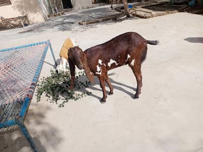 Goat for sale