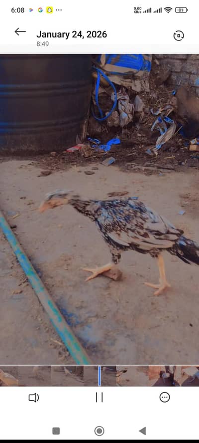 full haldi ha 3bacha ambro breed 2monh age