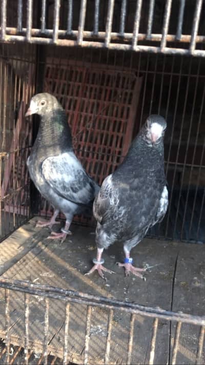 Teddy Chaudhary Sahab wale 10no 41no