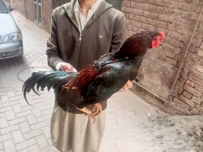 Barmi pakoya murgya 03224270351 Whatsapp and call