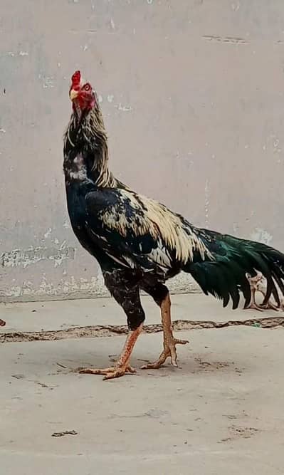 Aseel Mianwali Murgha