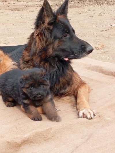 Long Coat Puppies Excellent Quality