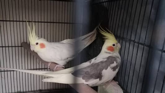 cocktail ka Laga hoa pair hai