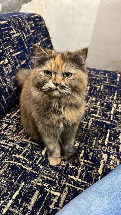 Persion Cat For Sale Anybody Want’s Contact Me