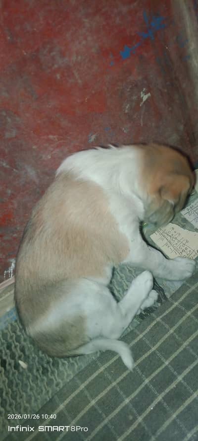 agar kisi ke pass koi bhi bemar  parenda  ho tw contact