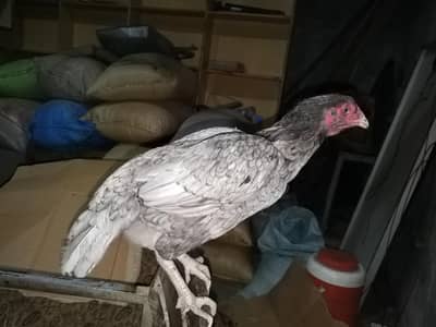 Sality Aseel madi pure aseel