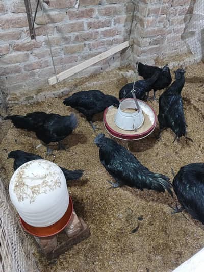 black meet tar murgi