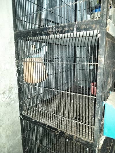  Love Birds & Budgies for Sale (With Heavy Metal Cage)