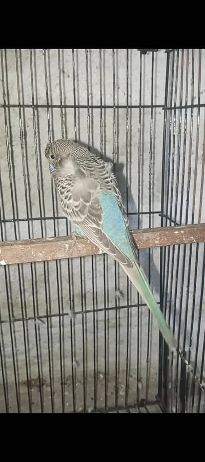 black face hogo miss patel female