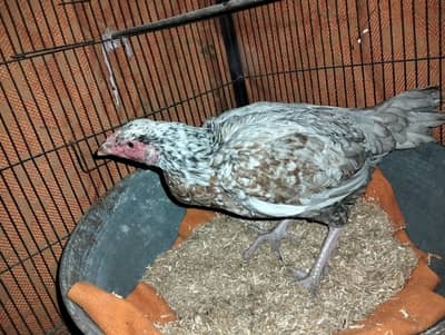 Aseel silver eggs laying hen