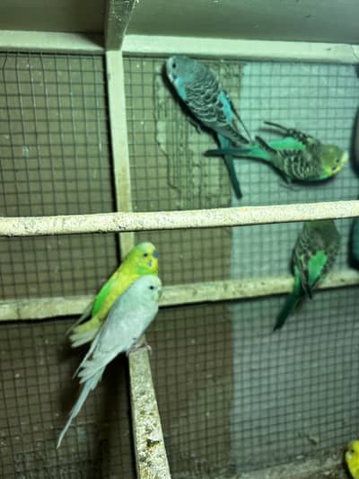 15 Mix male and Female and 4 baby