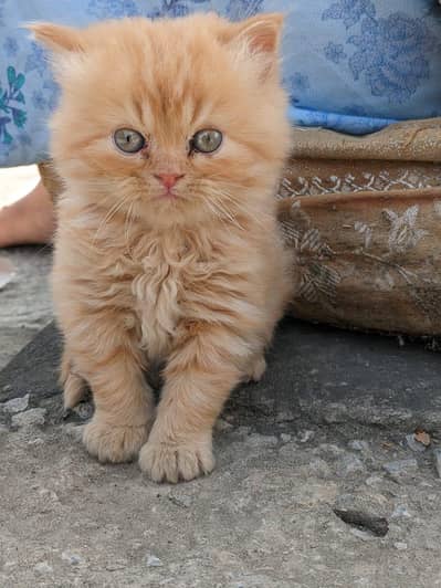baby kitten triple coat  in brown and white colour
