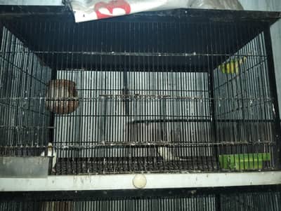 Love Birds & Budgies for Sale (With Heavy Metal Cage)