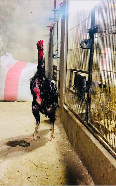 shamo female | Black shamo Blue shmo Femals | king shamo females