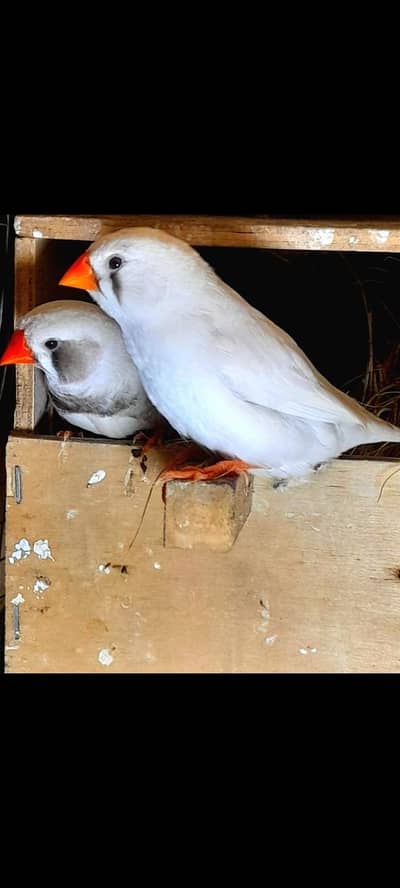 Undersize white zebra finch with eggs or 1 self chick 5k  03222088869