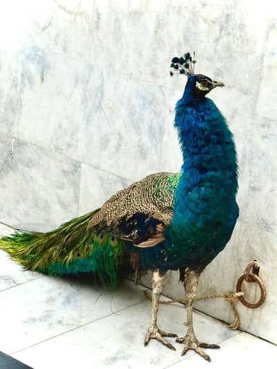 Peacocks | Peacock Pair| مور | Peacock | Blue shoulder | مور for Sale
