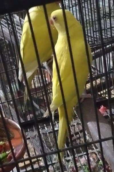 Yellow Parrot Mango Color  Sale