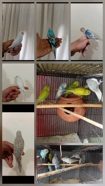 astrallian birds// love birds