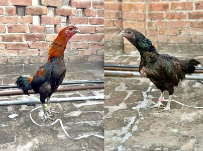 high Quality Dragon pair