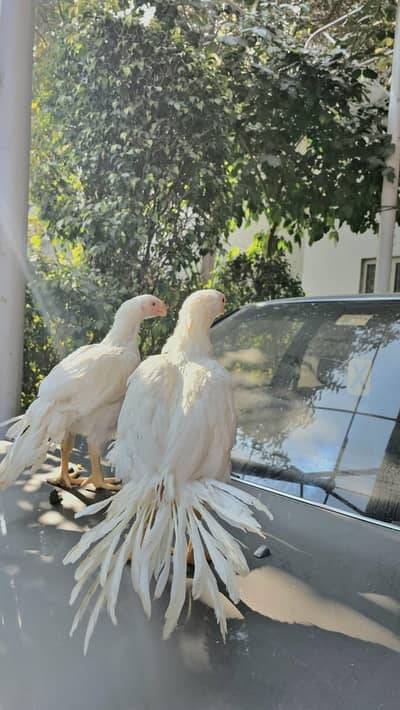 Indian Parrot | Parrot beak Male Pure Tamil nado | Coin Head Tampered