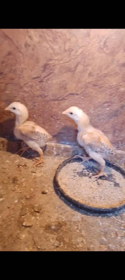 Hera Aseel ka Chicks For sale