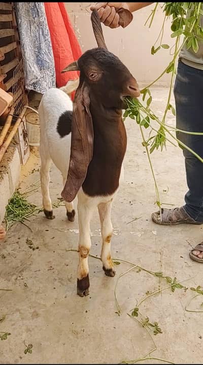 patera bacha hai achi hight or jhalar ka active  bacha hai ghr ka