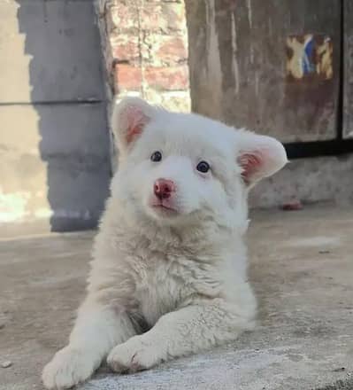 Russian puppy dog for sale my WhatsApp number03280797078