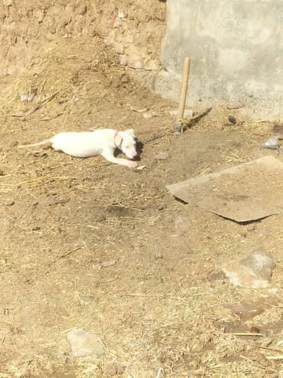 kohati gultair female for sale  and exchange with male