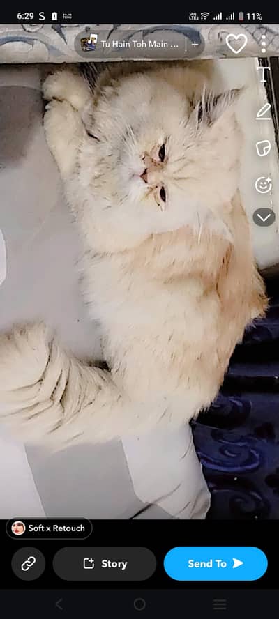 punch face Persian cat pairs