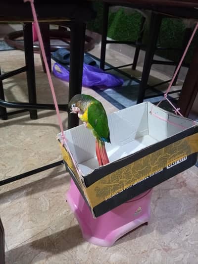 Hand tame green chik Conure
